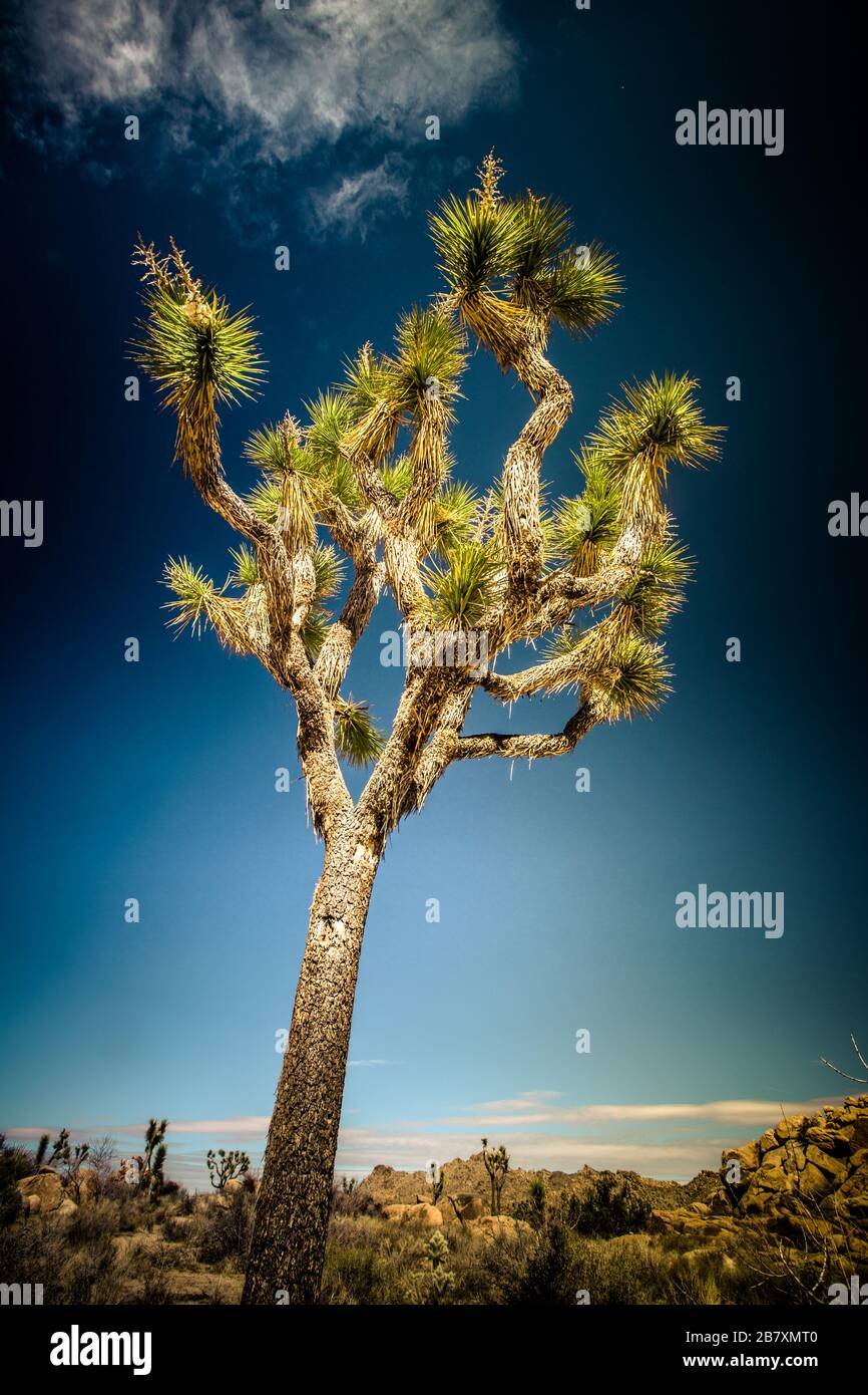 Blick auf den schönen Joshua Tree im Joshua Tree National Park in Kalifornien Stockfoto