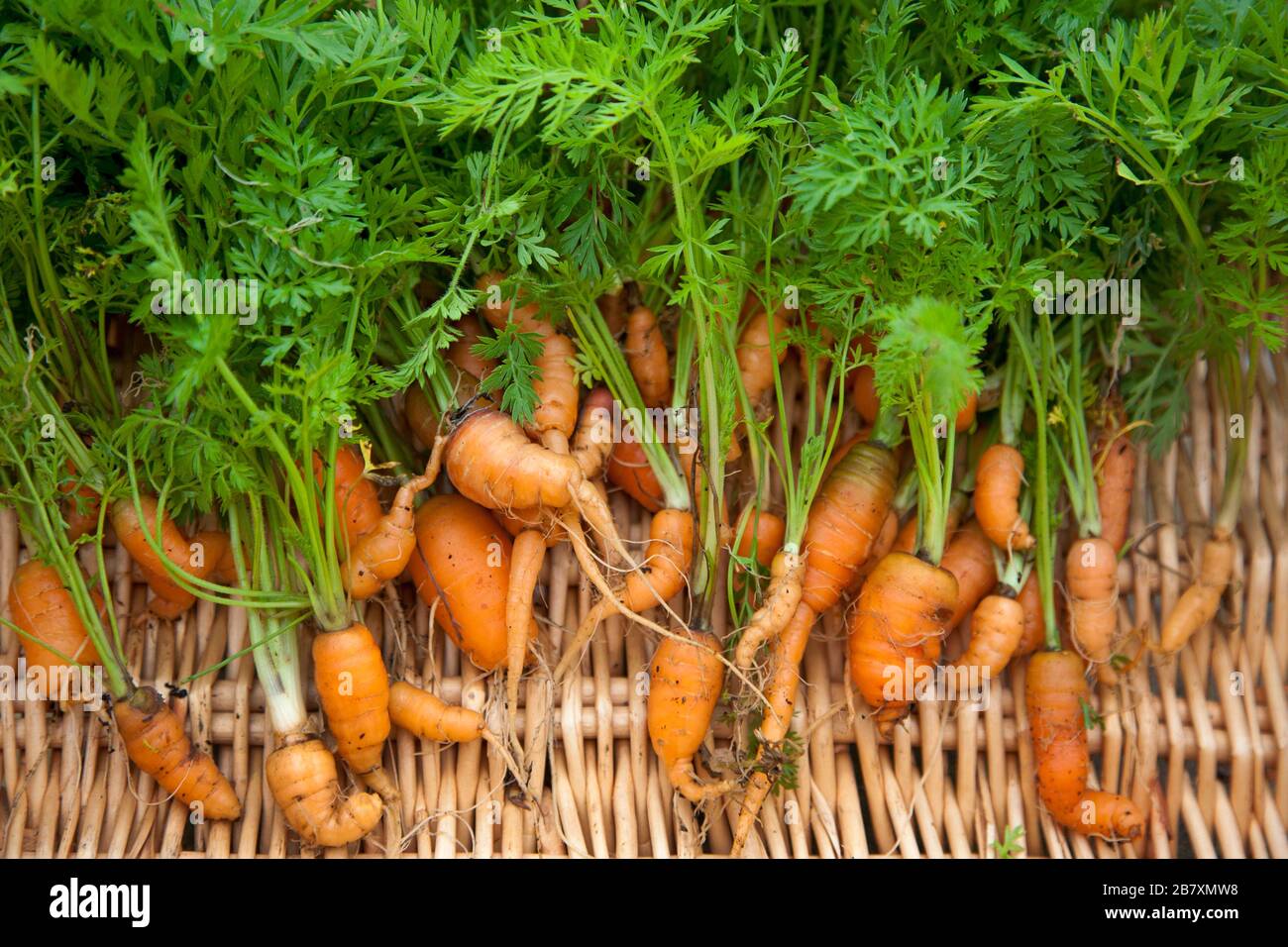 Haufen frisch gegrabener Karotten krumm und verblüfft im Wachstum durch schlechten Ton und steinigen Boden Stockfoto