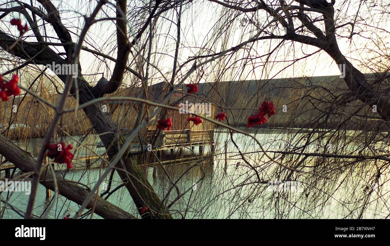 Rote Beeren an einem Baum über Wasser. Ein Holzgazebo schwimmt auf einem Fluss, ein buntes Viburnum, die nationale Landschaft der Ukraine. Blick auf die Folklore, Landschaft Stockfoto