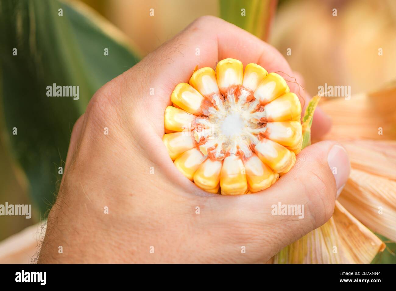 Agronom analysiert reifen Mais auf der Zob-Entwicklung, selektive Fokussierung Stockfoto Agronom analysiert reifen Mais auf der Zob-Entwicklung, selektive Fokussierung Stockfoto