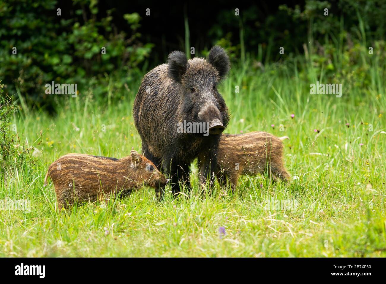 Wildschweinherde stehen in unmittelbarer Nähe zueinander. Stockfoto