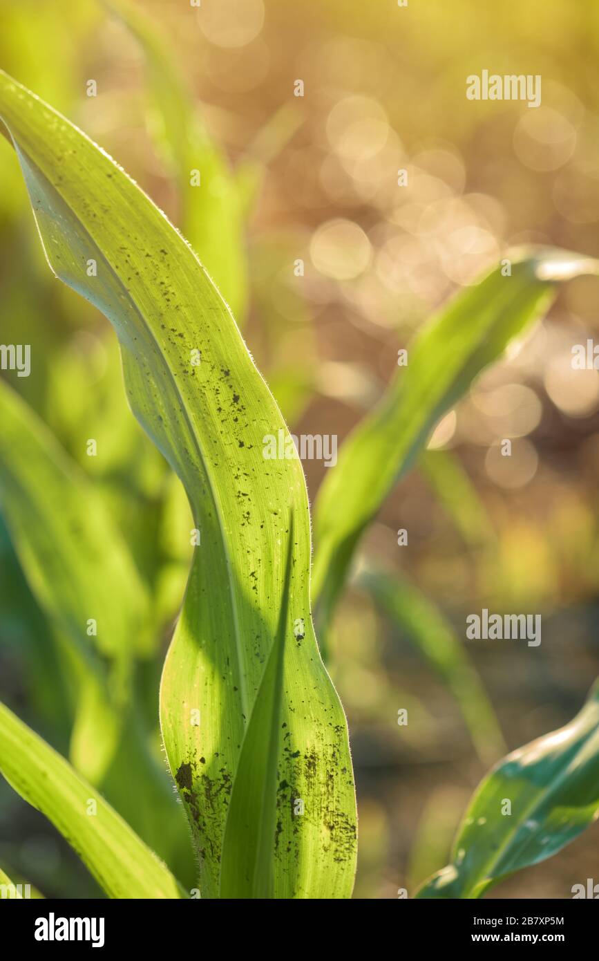 Kultiviert sorghum Feld im Sonnenuntergang, grüne Pflanze, die auf der Plantage Stockfoto