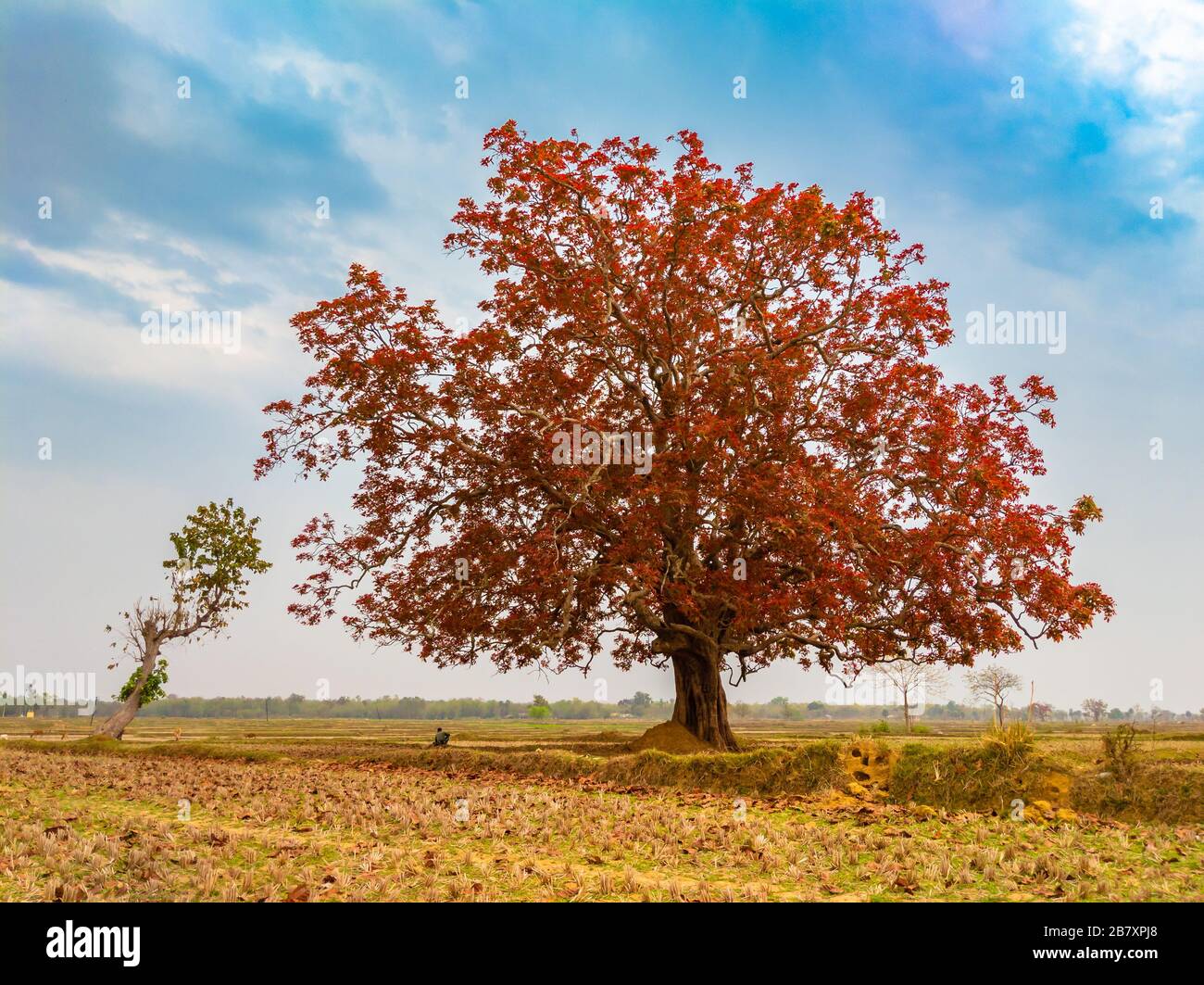kusum Tree/Ceylon Oak ist ein großer, laubabwerfender (fast immergrüner) Baum mit einem vergleichsweise kurzen Flügelstamm und einer sich im Schatten ausbreitenden Krone. Seine Samen sind Stockfoto