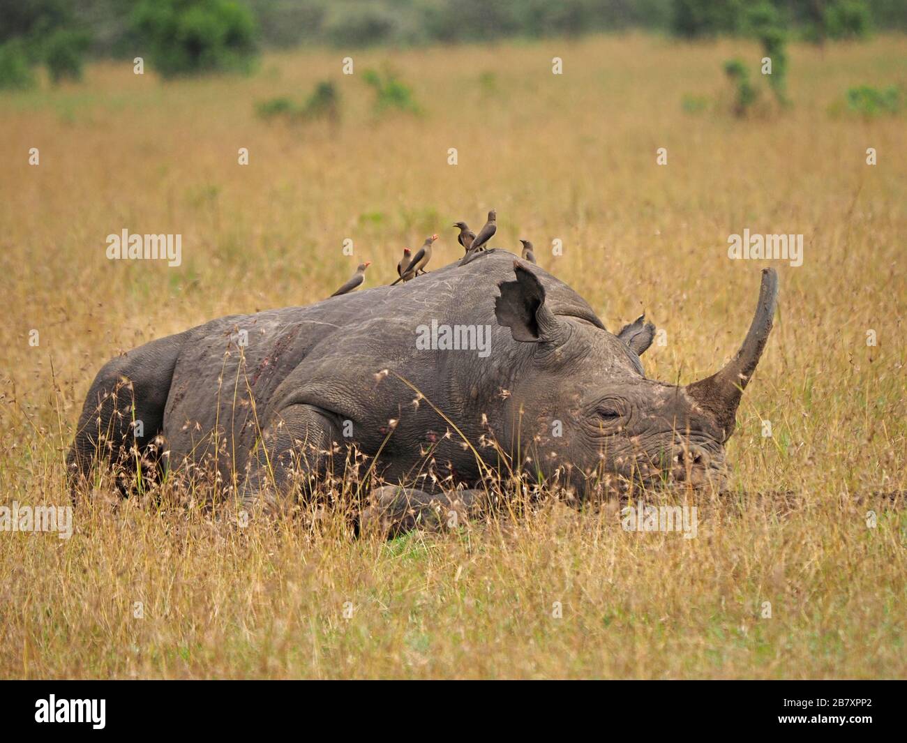 Erwachsene Weißes Nashorn oder quadratisches Nashorn (Ceratotherium simum) dösen im trockenen langen Gras von Ol Pejeta Conservancy, Laikipia, Kenia, Afrika Stockfoto