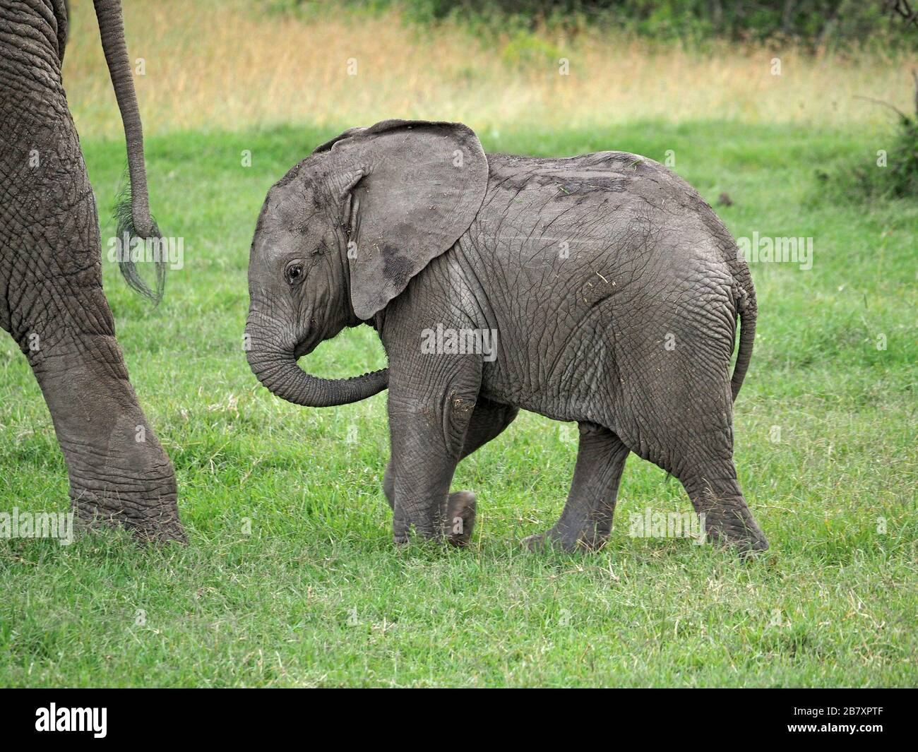 Junge Afrikanische Elefantenkalbe (Loxodonta Africana), die hinter der Mutter im Grasland von Ol Pejeta Conservancy, Laikipia, Kenia, Afrika, spazieren geht Stockfoto