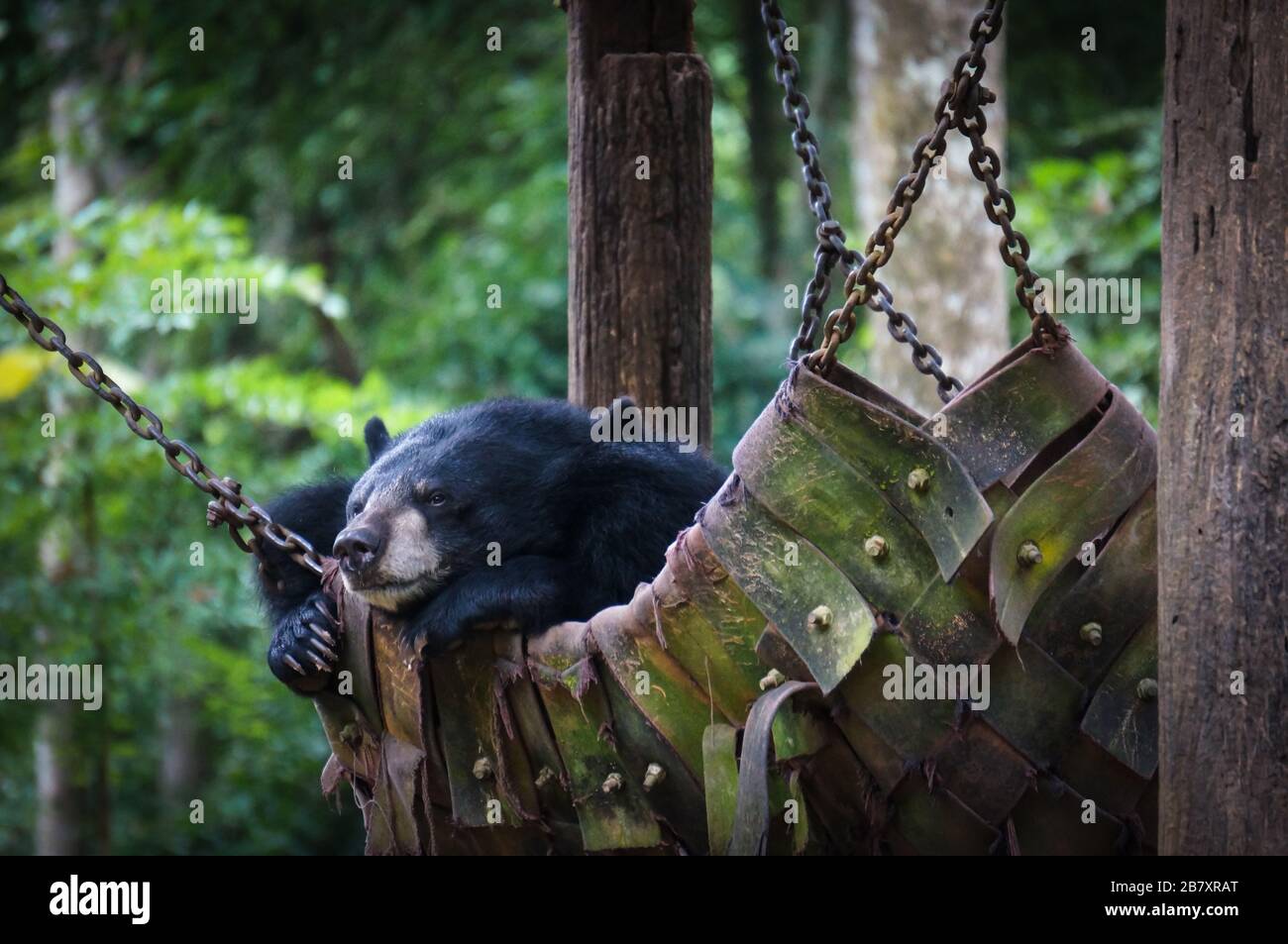 Bär in Hängematte, Laos Stockfotografie - Alamy
