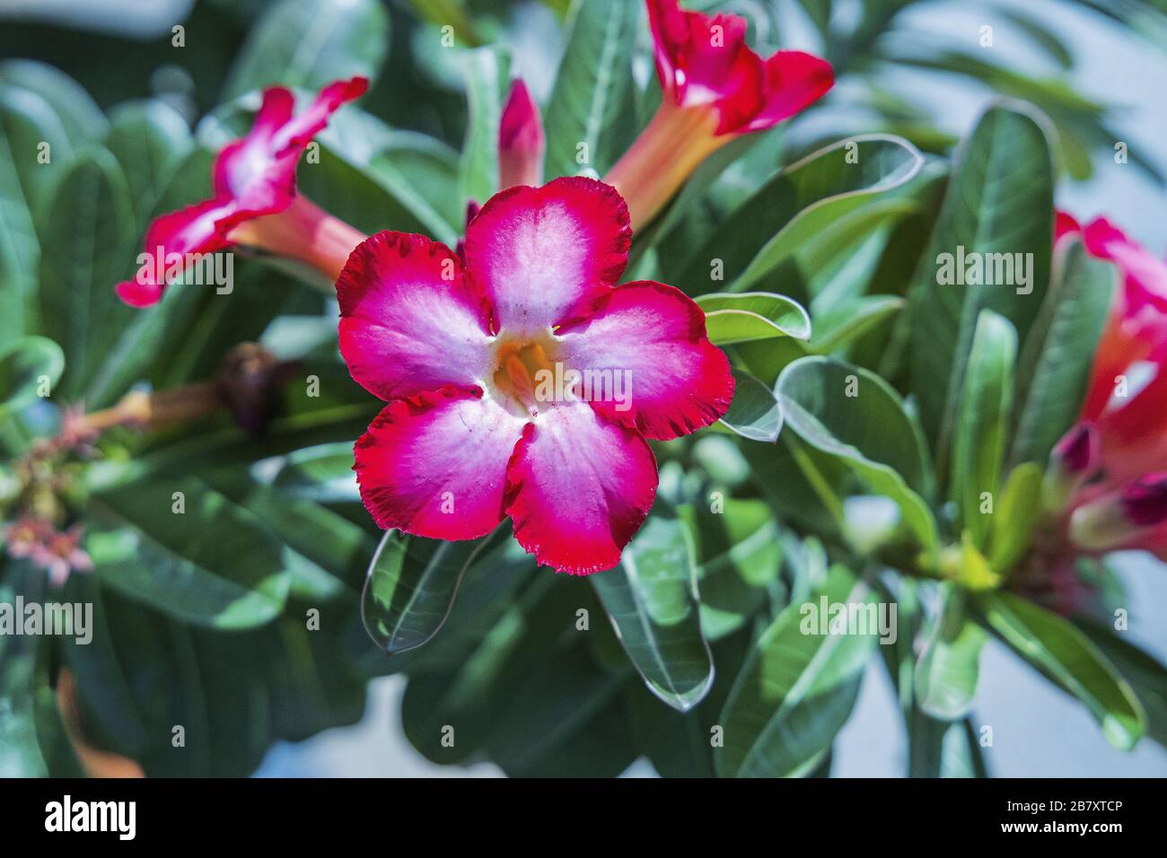 Schöne, blühende rosafarbene Blume auf grünem Blattgrund. Farbenfroher Naturhintergrund. Stockfoto