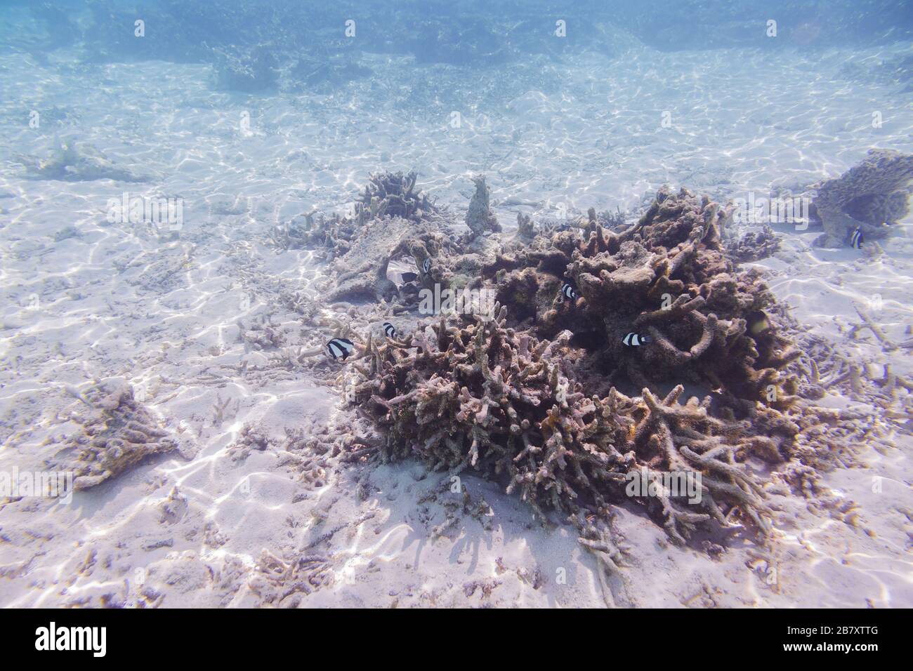 Unterwasserblick auf tote Korallenriffe und schöne Fische. Schnorcheln. Malediven, Indischer Ozean. Stockfoto