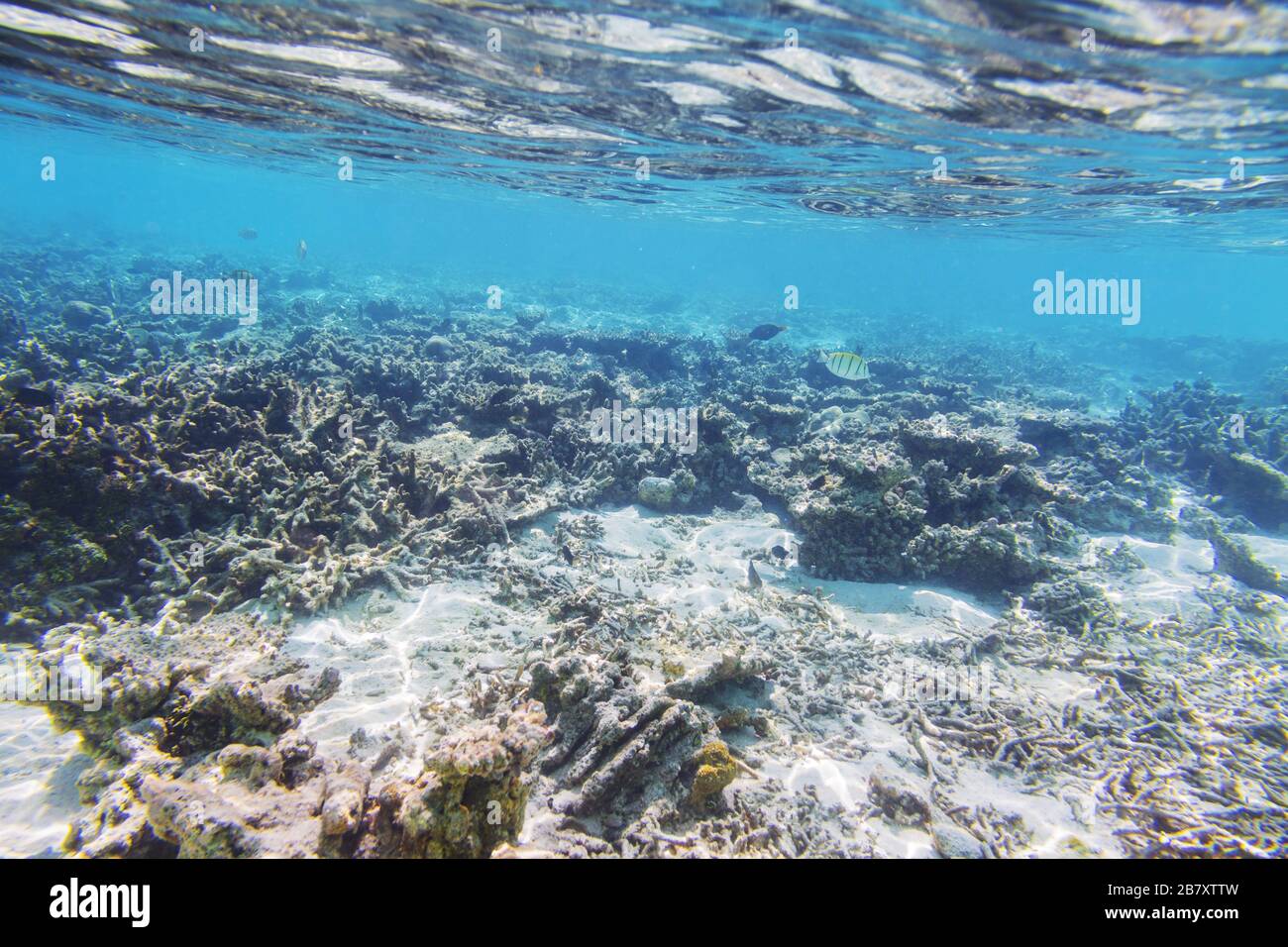 Unterwasserblick auf tote Korallenriffe und schöne Fische. Schnorcheln. Malediven, Indischer Ozean. Stockfoto