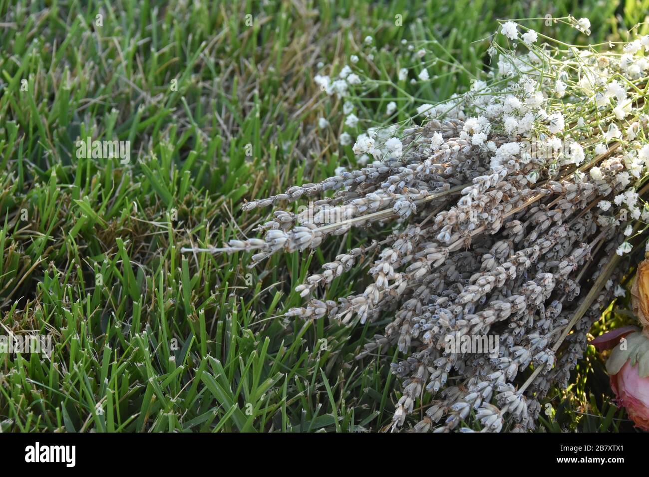 Blumenstrauß mit frischen Lavendelblüten auf dem Gras. Stockfoto