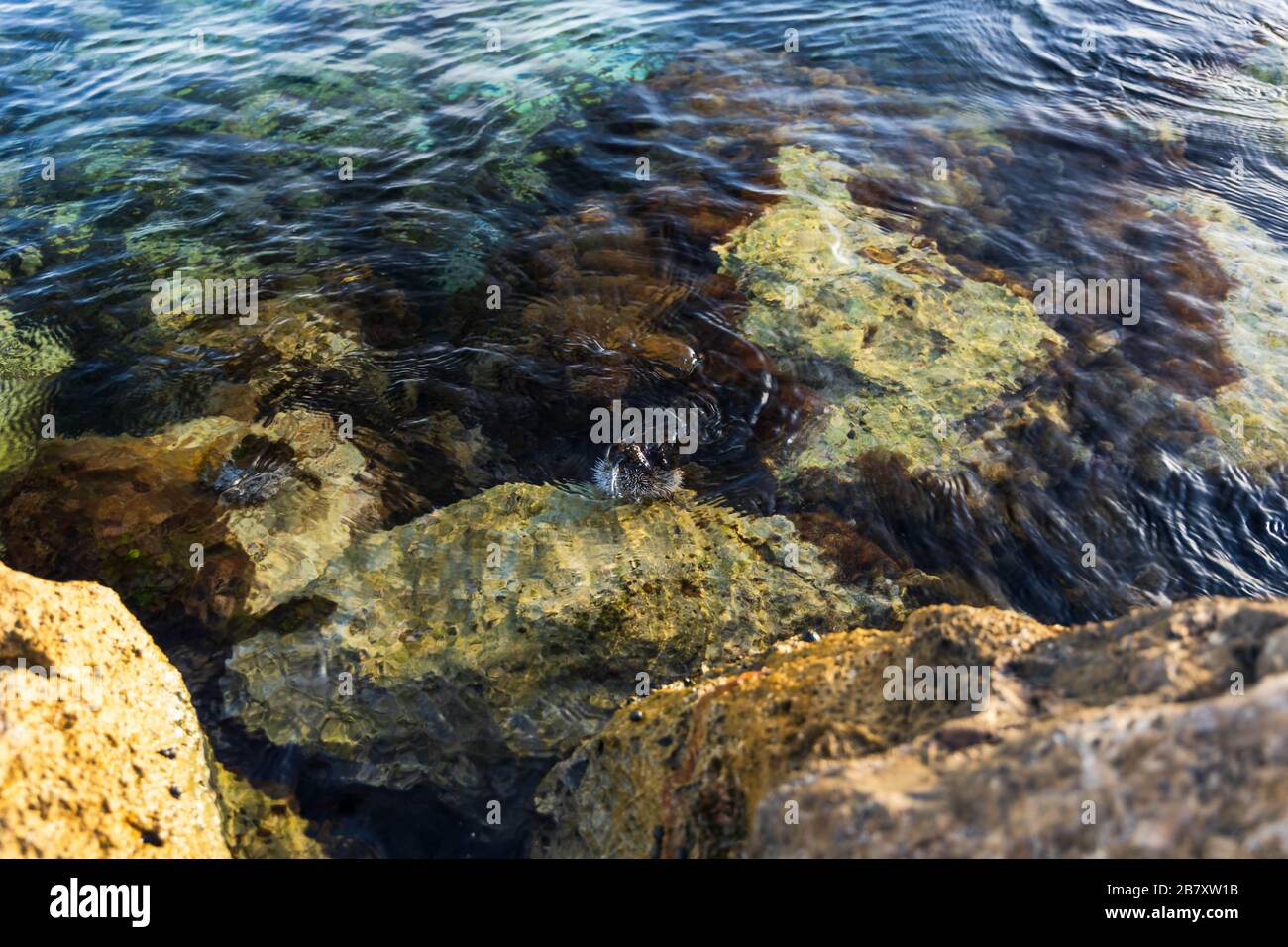 Herrliche Nahsicht auf Meerestierwesen auf großen Stein im Wasser. Schöne Naturhintergründe. Stockfoto