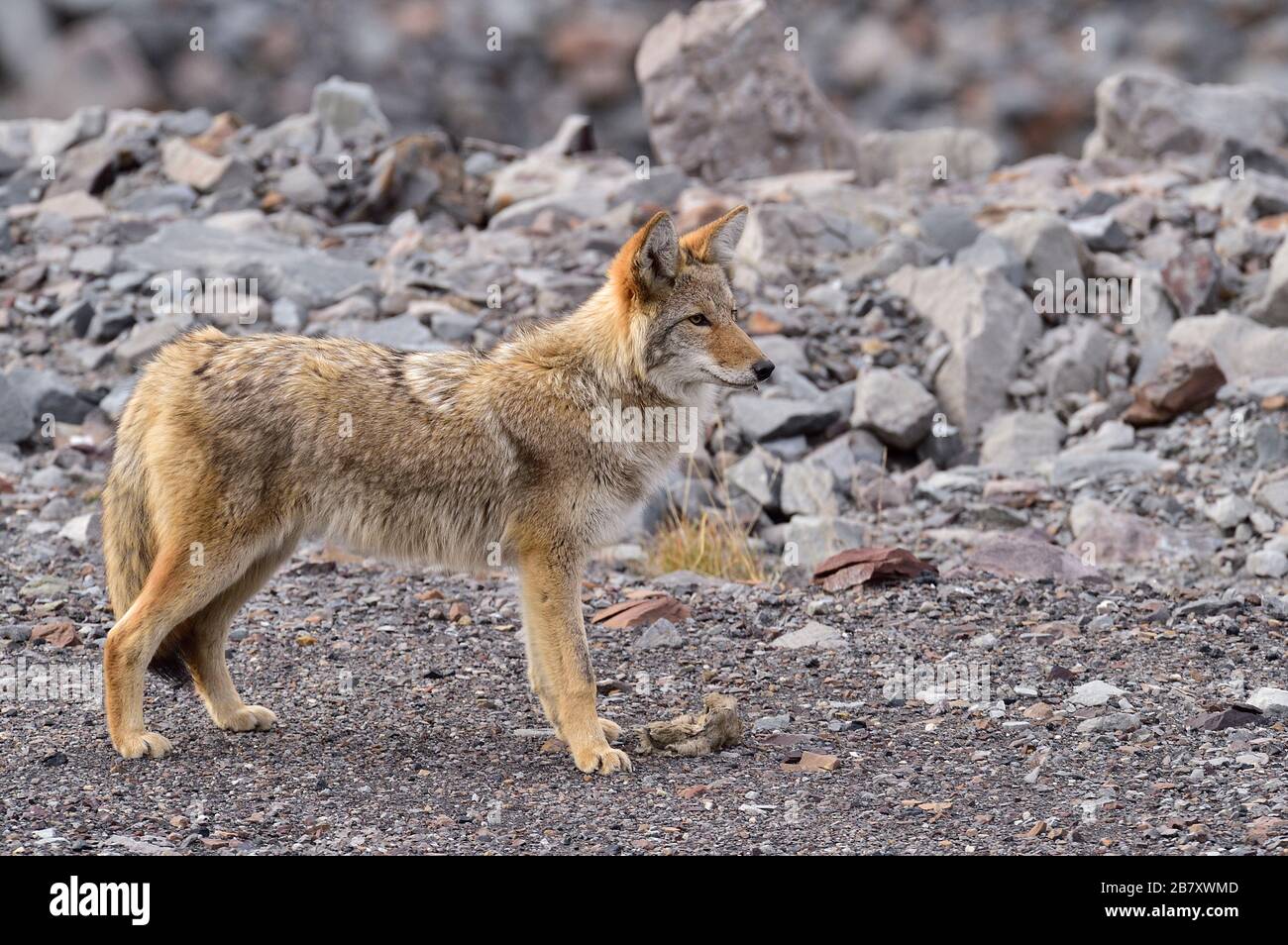 Ein wilder Kojote Canis Latrans, der auf felsigem Gelände steht, das im ländlichen Alberta Kanada wegblickt Stockfoto