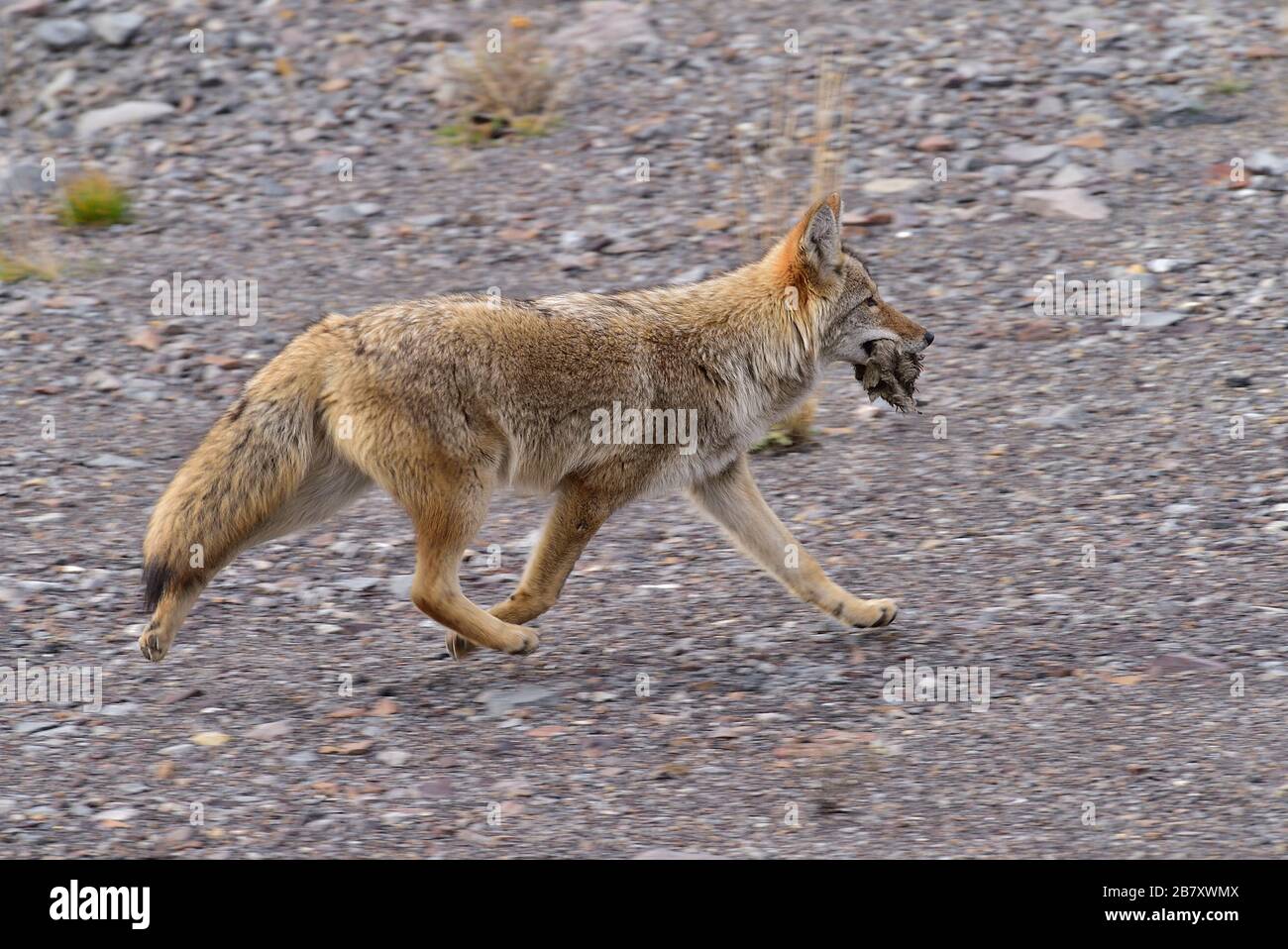 Ein wilder Kojote Canis Latrans; auf felsigem Gelände mit einem leckeren Mund von etwas, das er im ländlichen Alberta Kanada gefangen hat Stockfoto