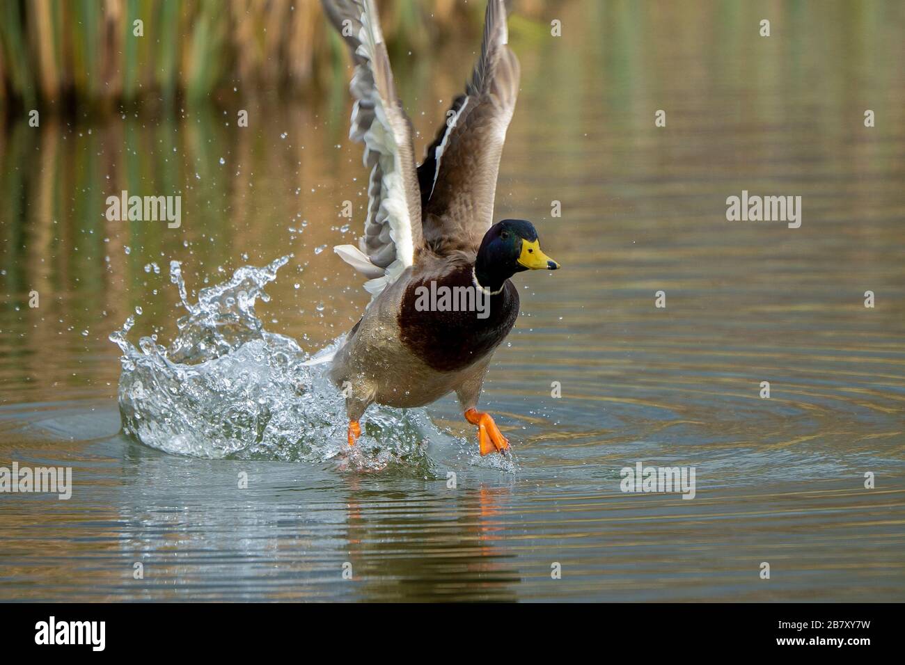 Mallard Drake-Anas platyrhynchos fliegt. Stockfoto