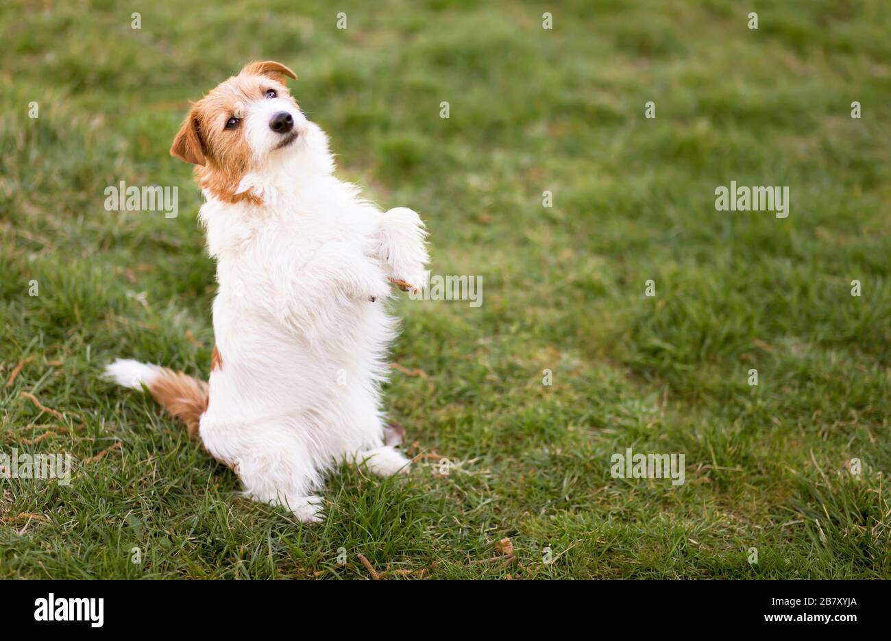 Kleine niedliche lustige lächelnde gehorsame Hundewelpe im Gras sitzend, Haustiertraining, Gehorsamskonzept Stockfoto