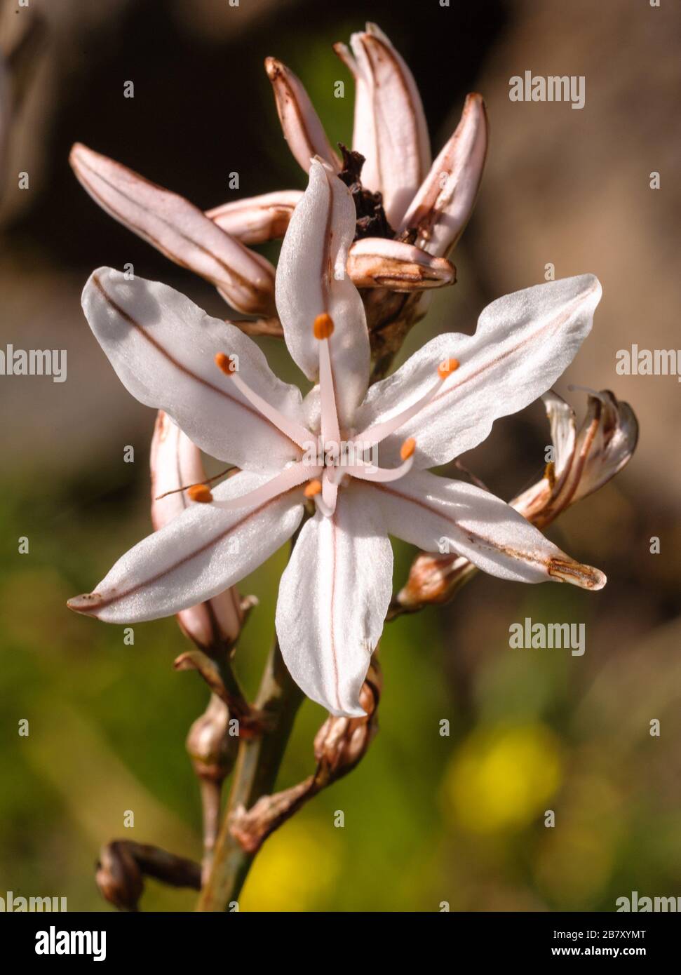 Asphodelus ramosus ssp. Distalis, kanarische endemische Asphodelaceae Stockfoto