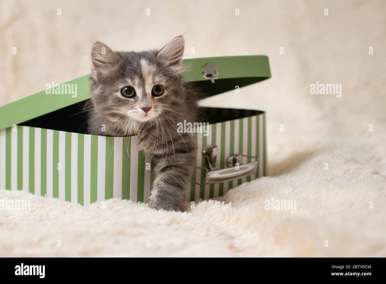 Niedliche graue Kätzchen kriecht aus einem Geschenkkarton hinein Die Form eines kleinen Koffers Stockfoto