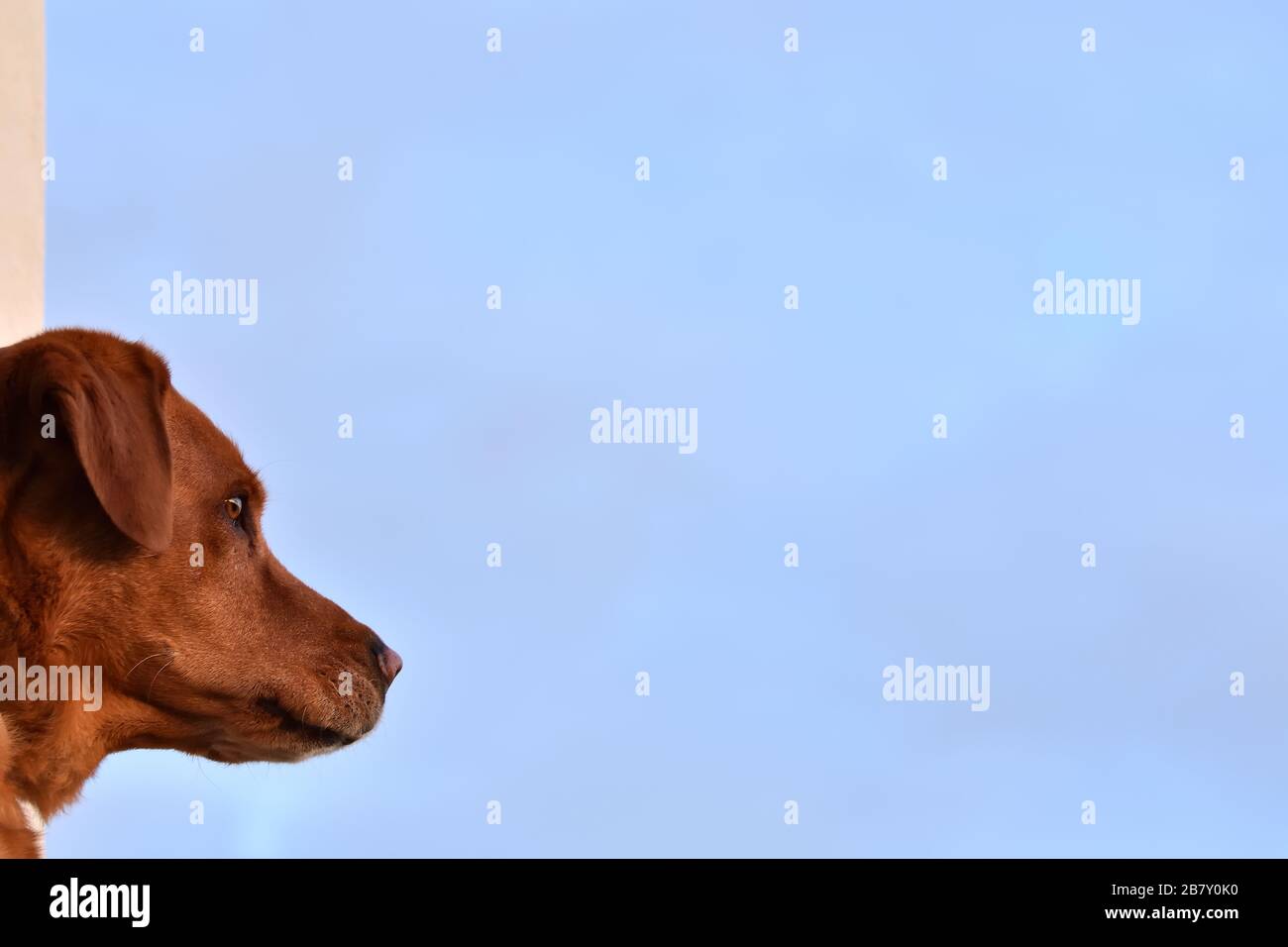 Profil des Kopfes eines Labrador Retriever, der darüber mit dem blauen Himmel im Hintergrund beobachtet Stockfoto