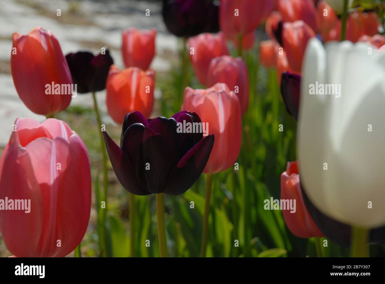 Tulpen in einem Blumenbeet im Frühling, Nahaufnahme Stockfoto