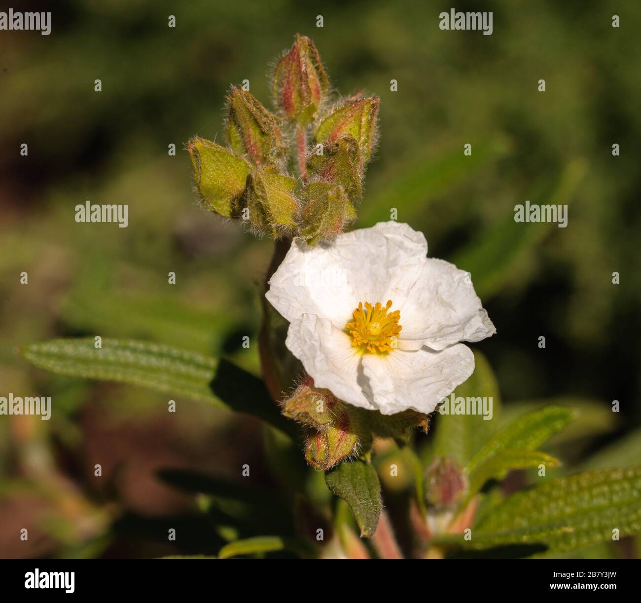 Cistus monspeliensis ssp. Canariensis Stockfoto