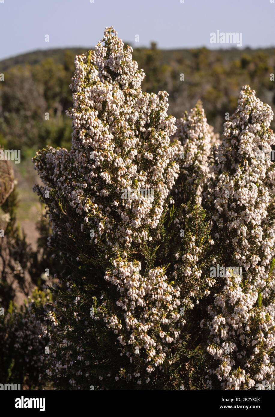 Erica canariensis Stockfoto