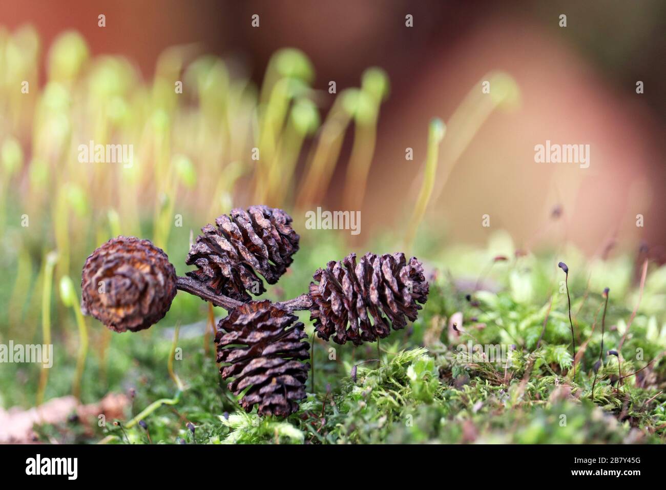 Tannenzapfen und Grünmoos in einem sonnigen alten Wald. Bunte Makroaufnahmen von Feenart, verträumter Hintergrund Stockfoto