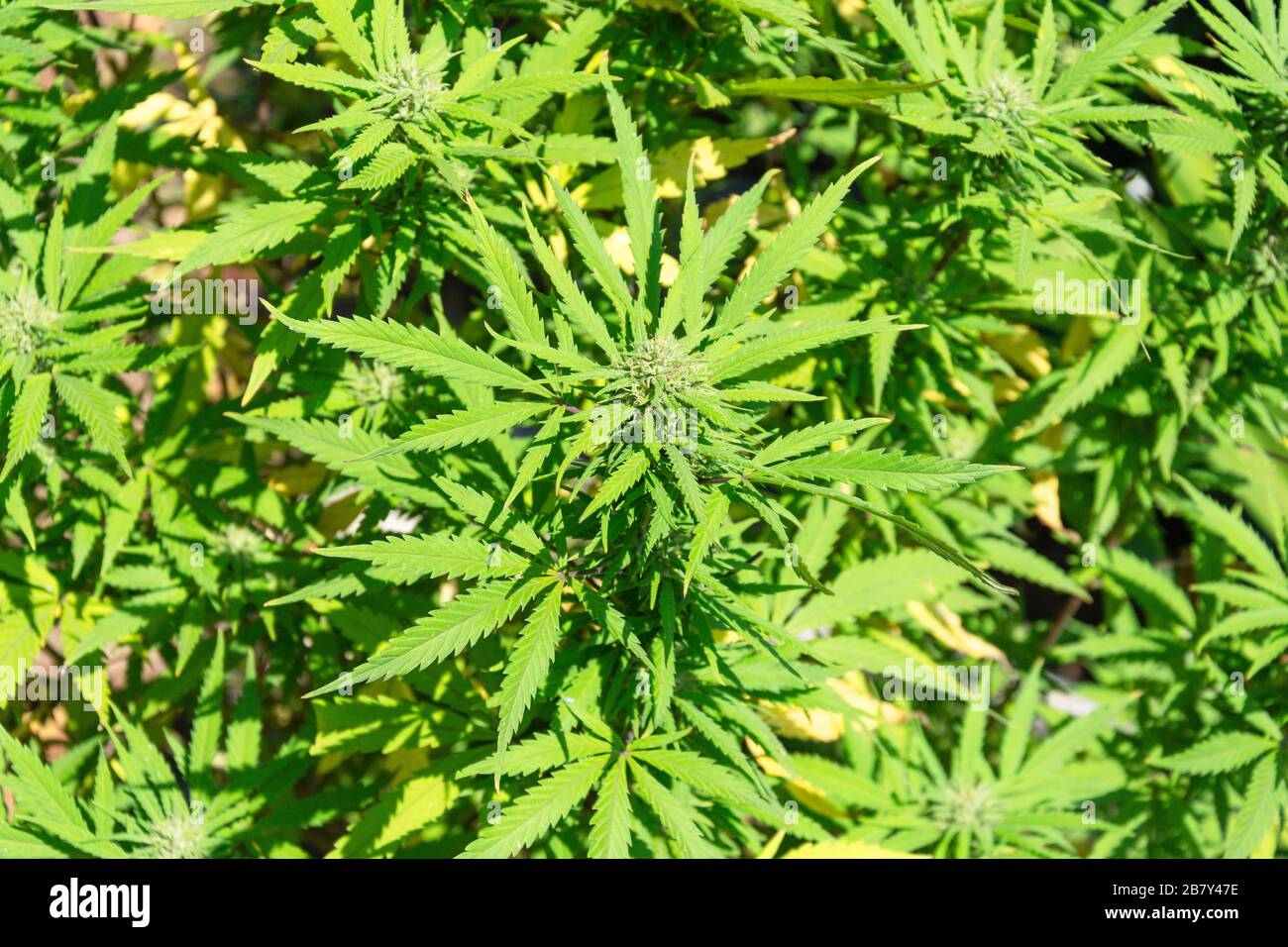 Cannabis-(Marihuana-)Pflanze wächst in Durban, Kwa Zulu-Natal, Südafrika Stockfoto