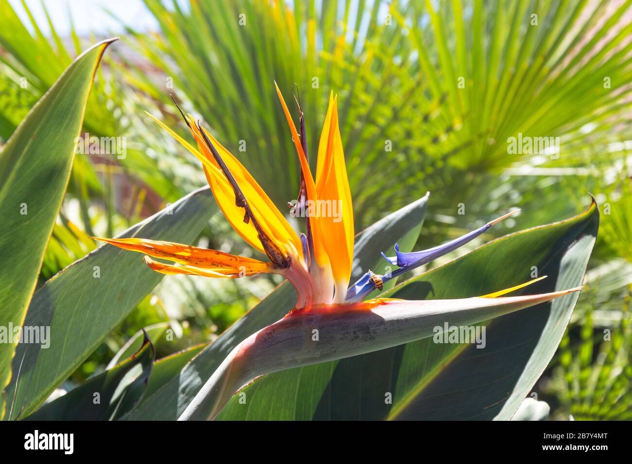 Paradiesvogel (Strelitzia) Blume, Selcourt, Quellen, Ost Rand, Gauteng Provinz, Republik Südafrika Stockfoto