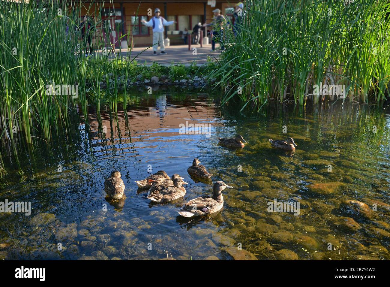 Wildtiere Enten und Menschen in derselben Umgebung Stockfoto