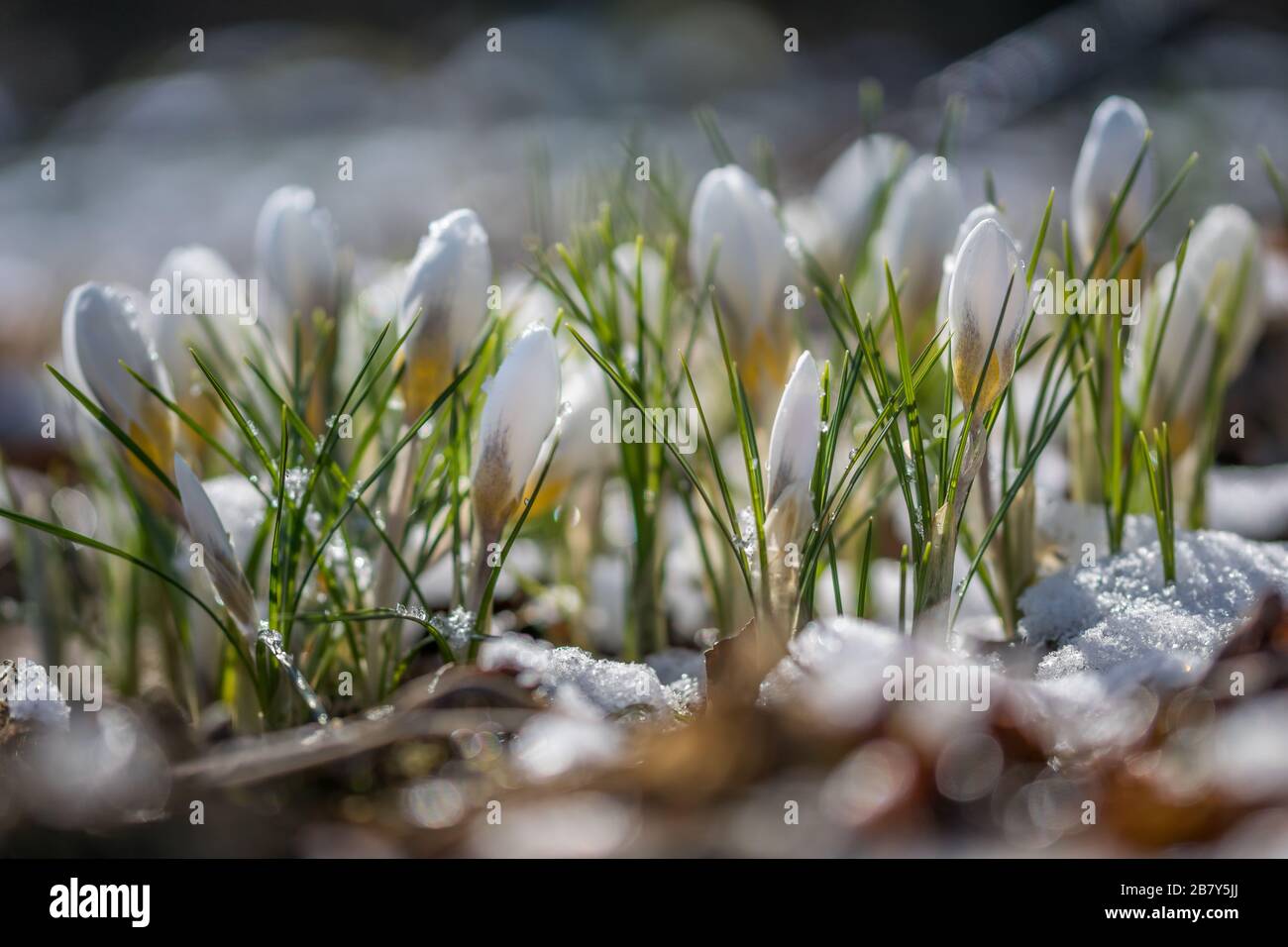 Crocus x Chrysanthus 'Snow-Bunting' Stockfoto