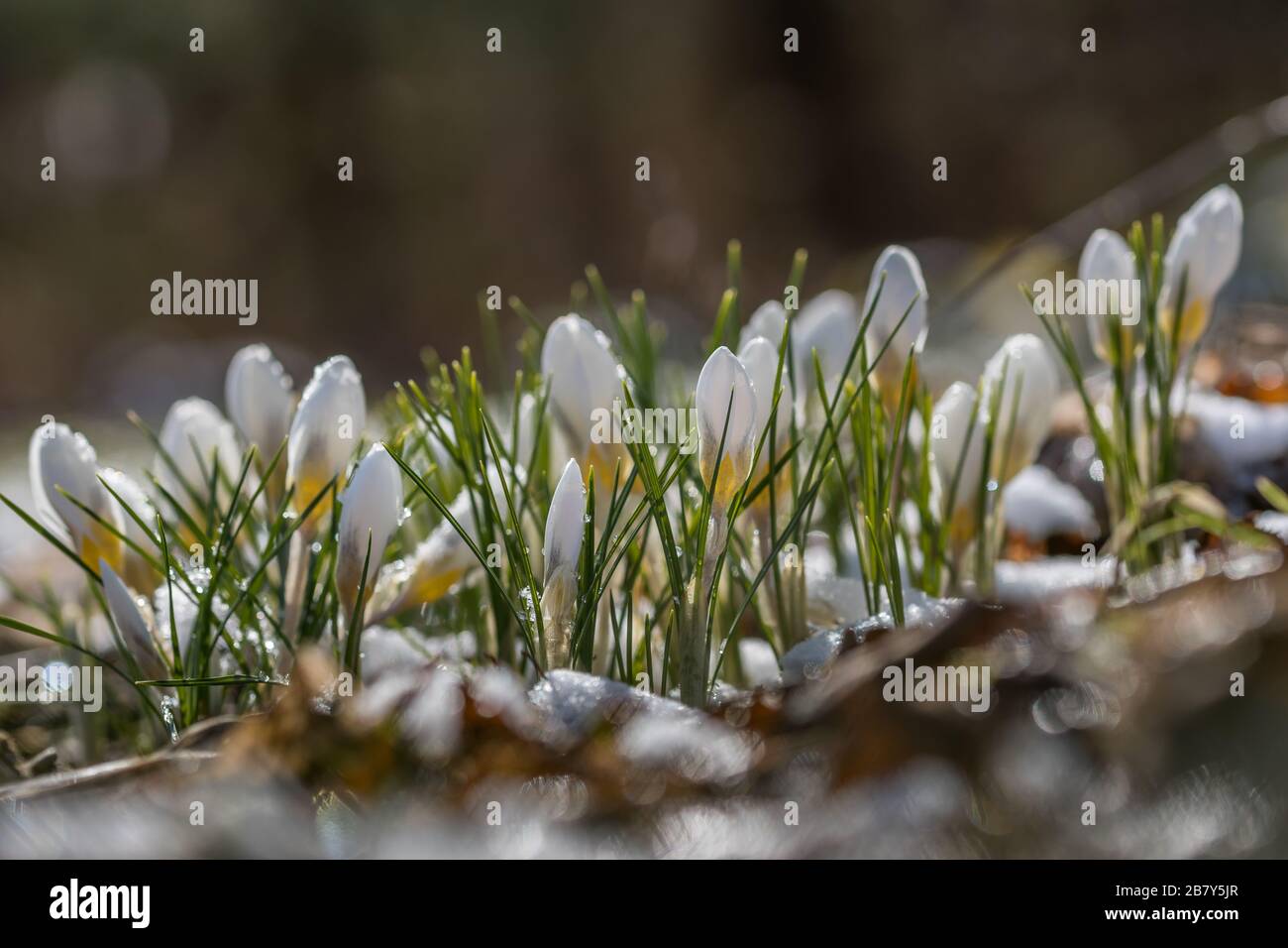 Crocus x Chrysanthus 'Snow-Bunting' Stockfoto