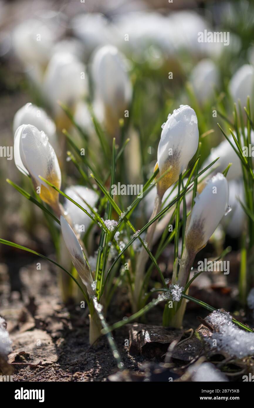 Crocus x Chrysanthus 'Snow-Bunting' Stockfoto