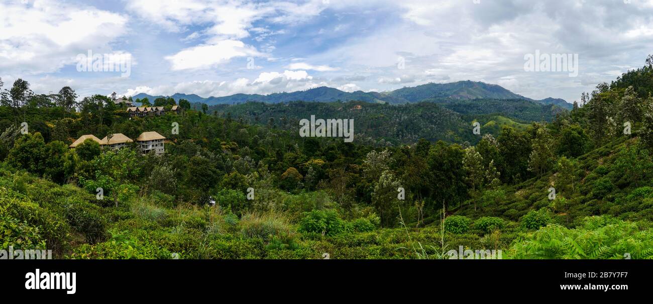 Panoramablick auf ein Tal mit Teeplantage und tropischen Wäldern auf dem Weg zum Little Adam's Peak in Ella Stockfoto