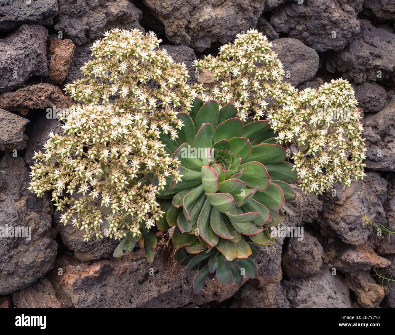 Aeonium davidbramwellii, La Palma endemische Crassulaceen Stockfoto