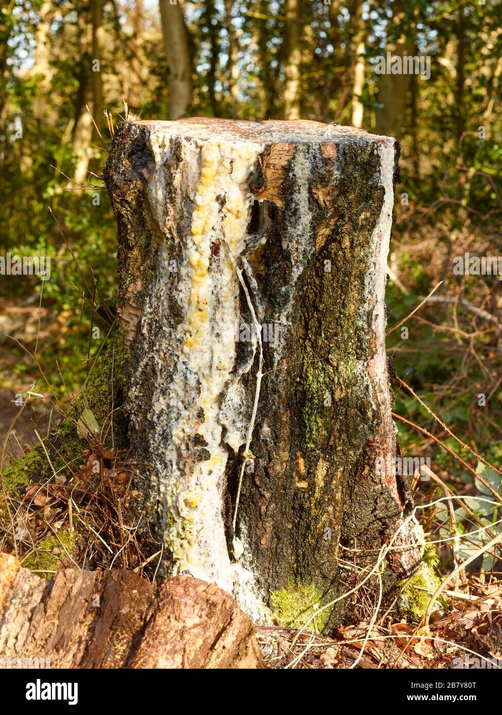 Baum blutender saft -Fotos und -Bildmaterial in hoher Auflösung – Alamy
