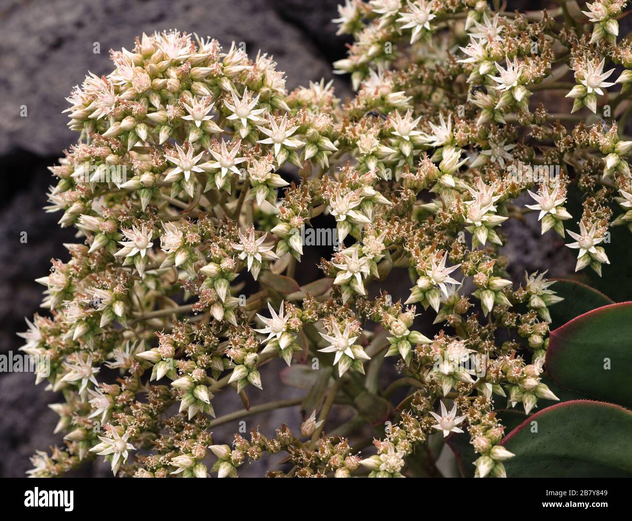 Aeonium davidbramwellii, La Palma endemische Crassulaceen Stockfoto