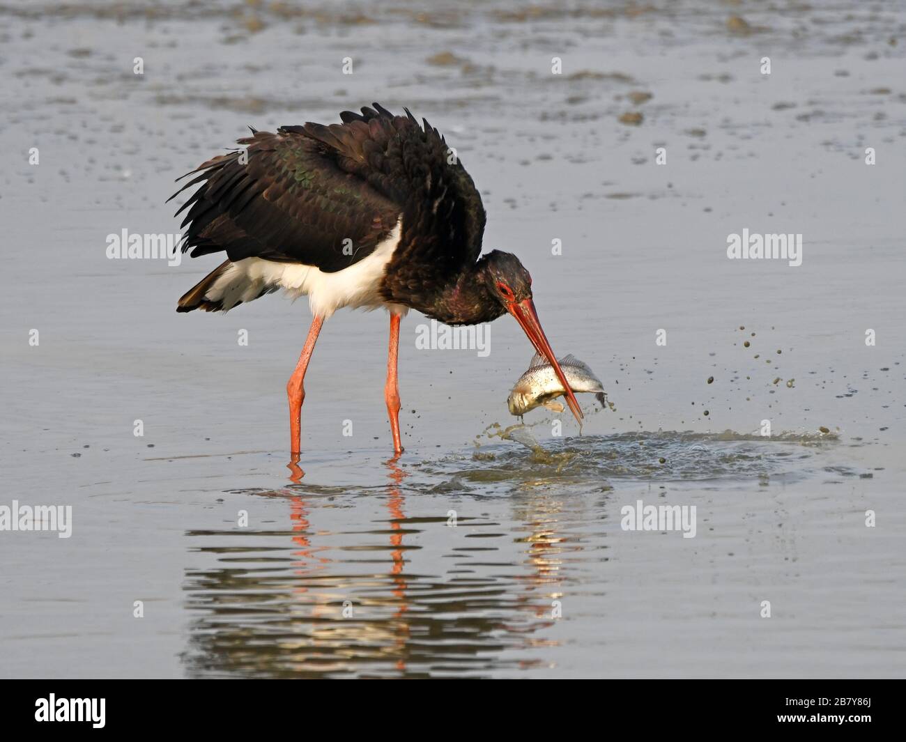Schwarzstorch fängt einen Fisch Stockfoto