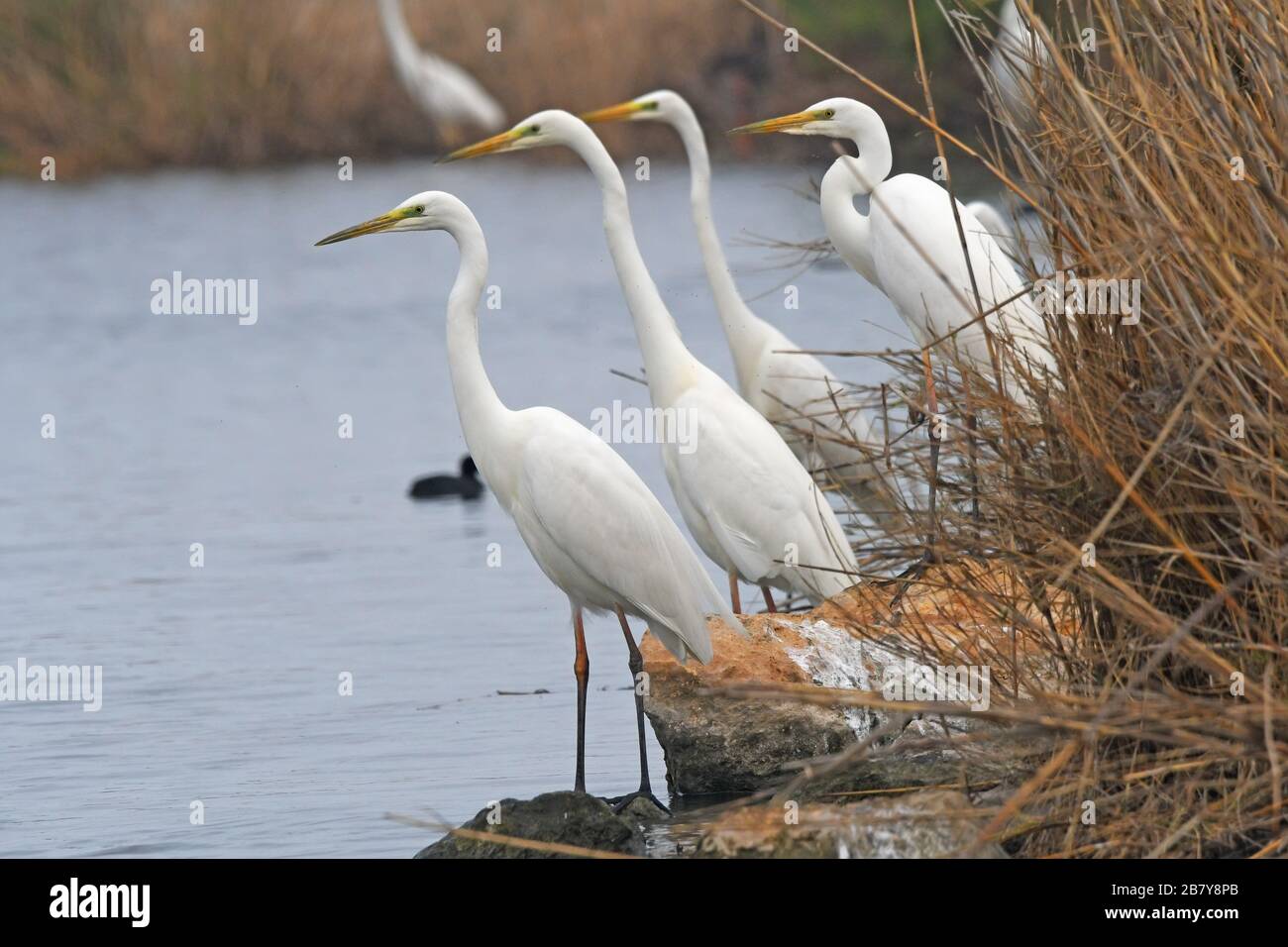 Große Reiher Herde auf einem Flussufer Wasservögel, Beine, Nahrungssuche Stockfoto