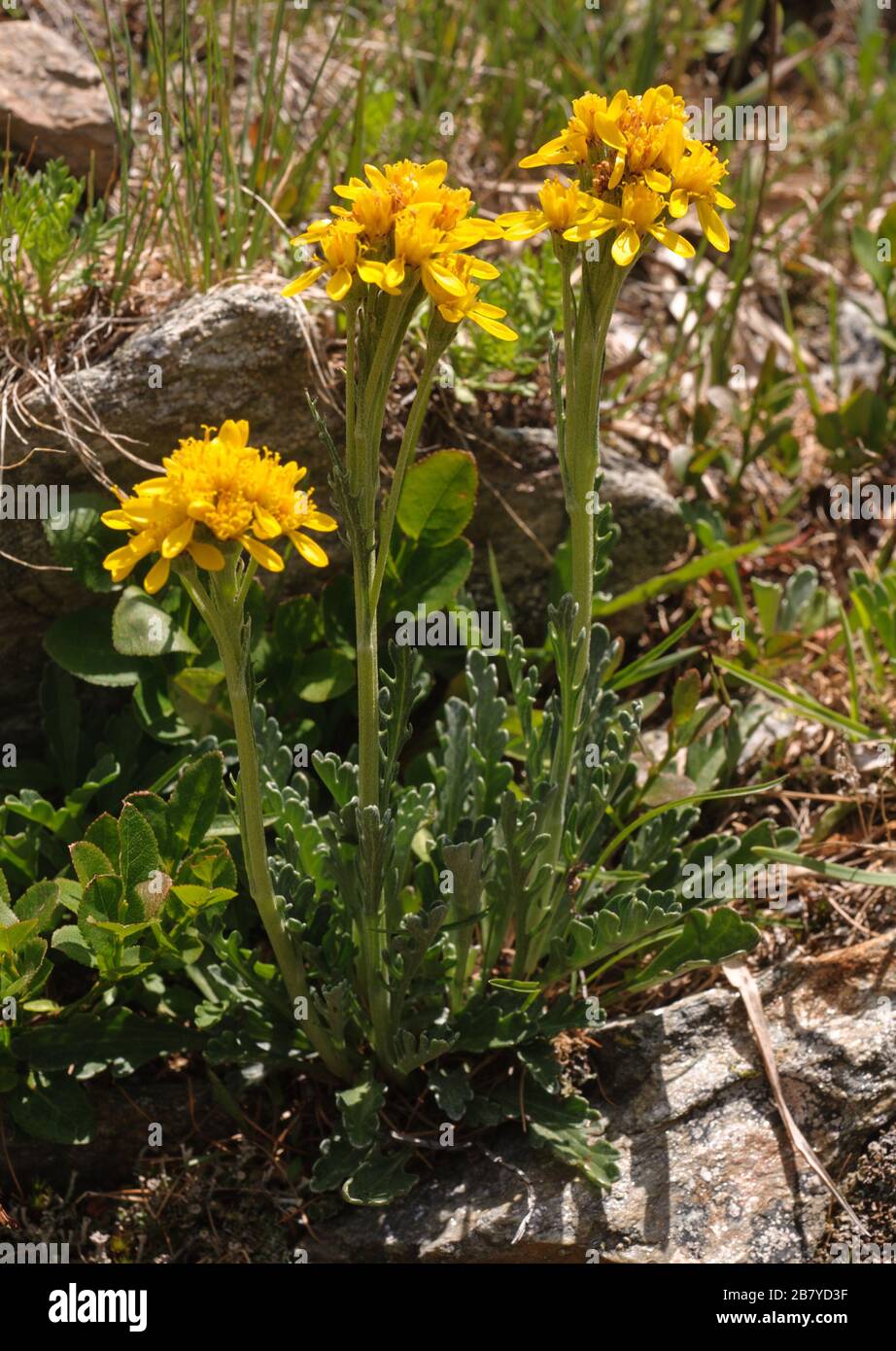 Senecio incanus ssp. Carniolicus Stockfoto