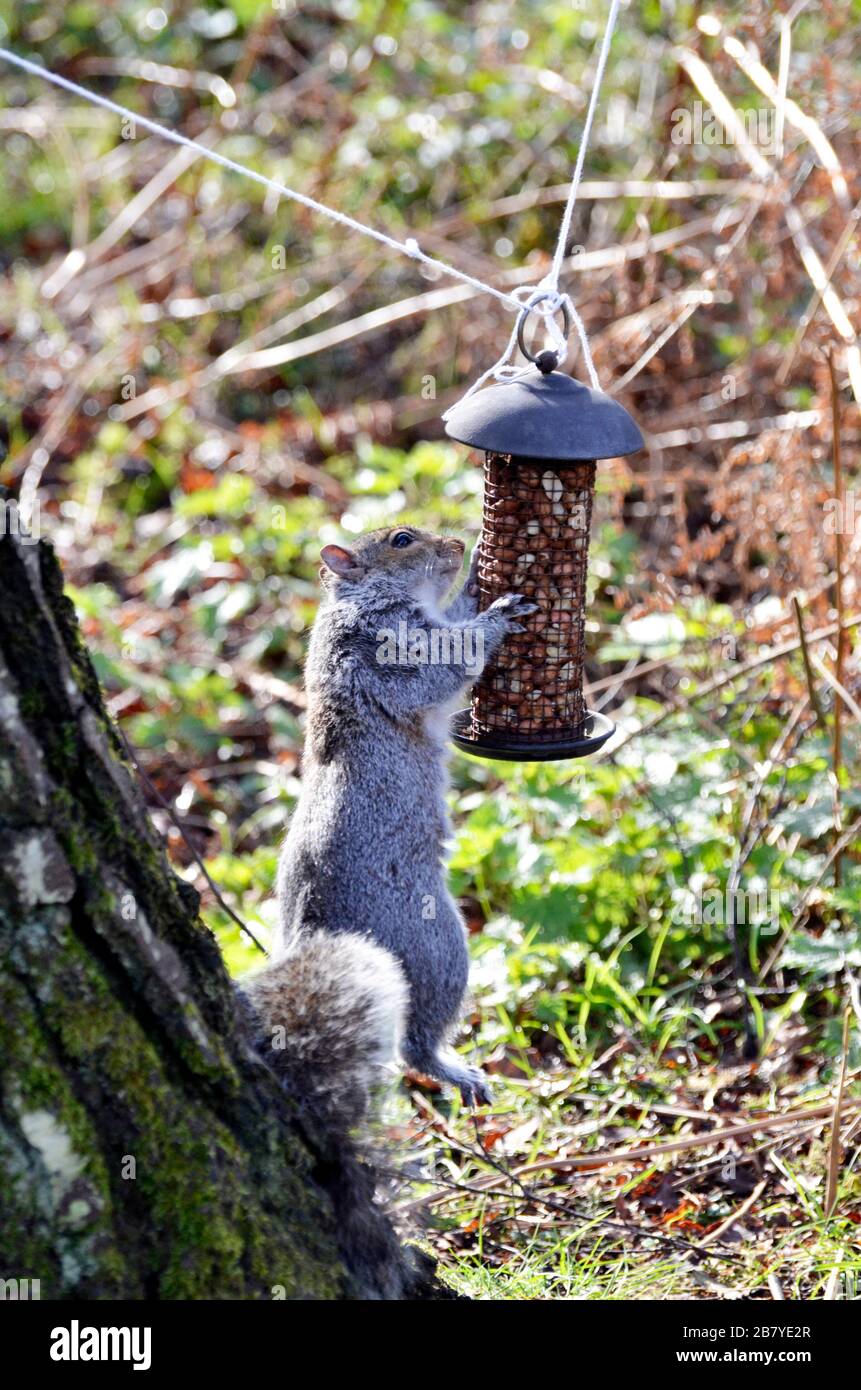 Graues Eichhörnchen, das Nüsse vom Vogelzubringer stiehlt Stockfoto