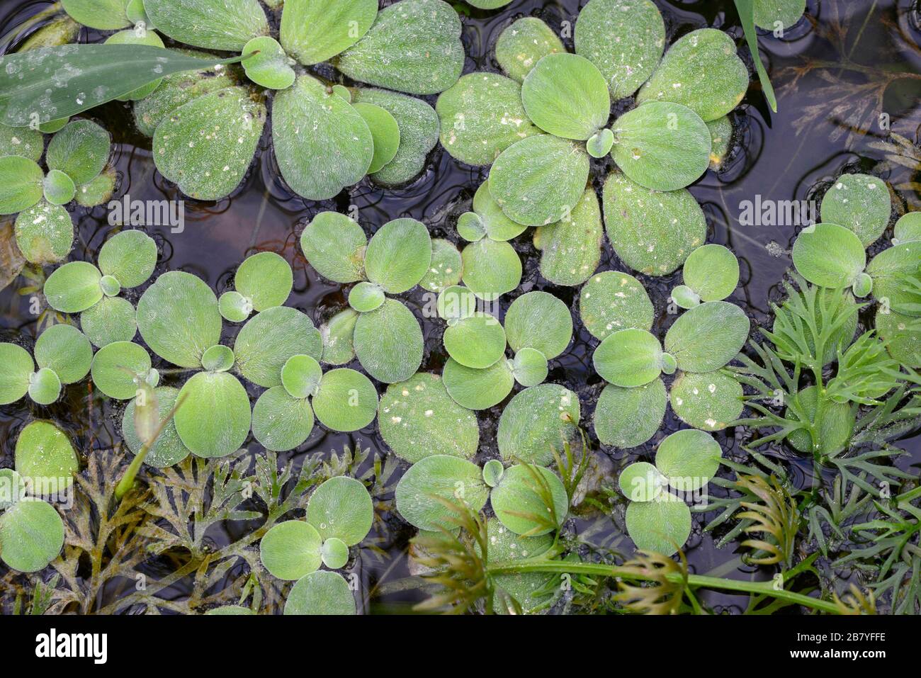 Pistia Stratiotes Wird Hufig Wasserkohl Wasserkopfsalat Genannt