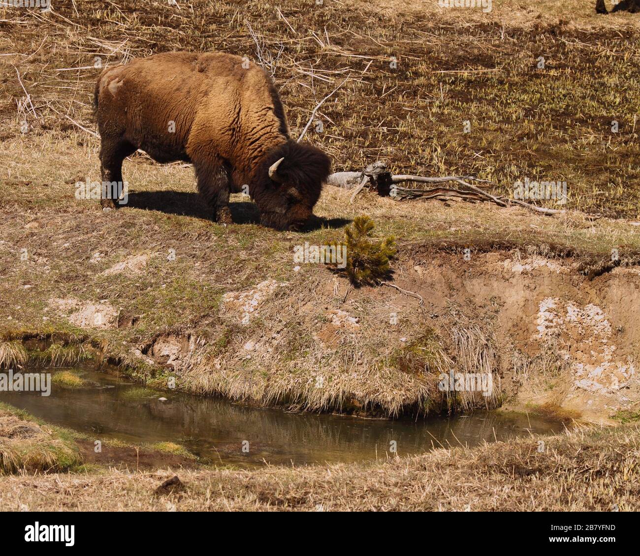 American Bison Fütterung entlang Strom. Stockfoto