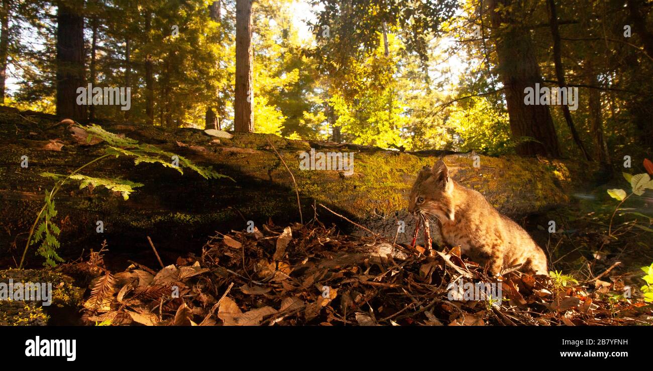 Ein Bobcat Schlemmen in einem langen Wald. Stockfoto
