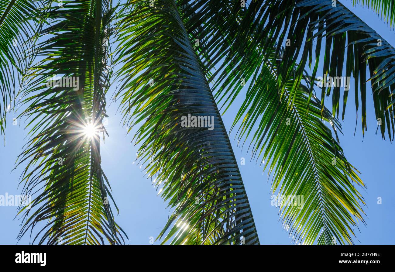 Palmwedel unter der Sonne Stockfoto
