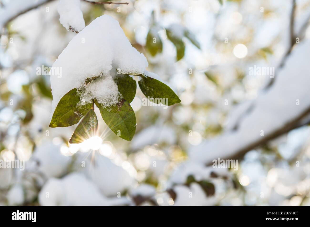 Schnee auf den Zweigen Stockfoto