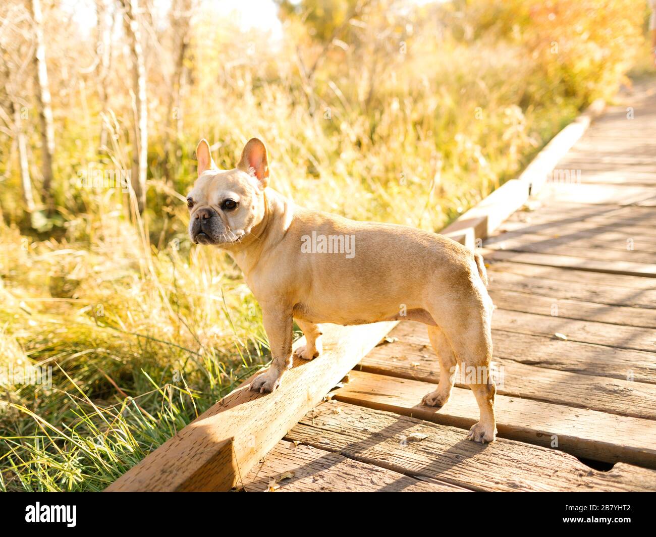 Französische Bulldogge auf der Waldpromenade Stockfoto