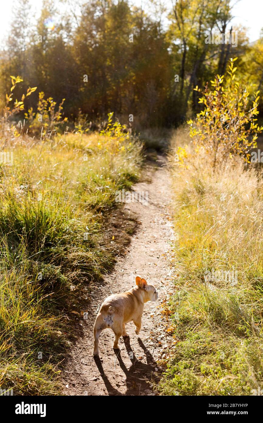 Französische Bulldogge auf Waldweg Stockfoto