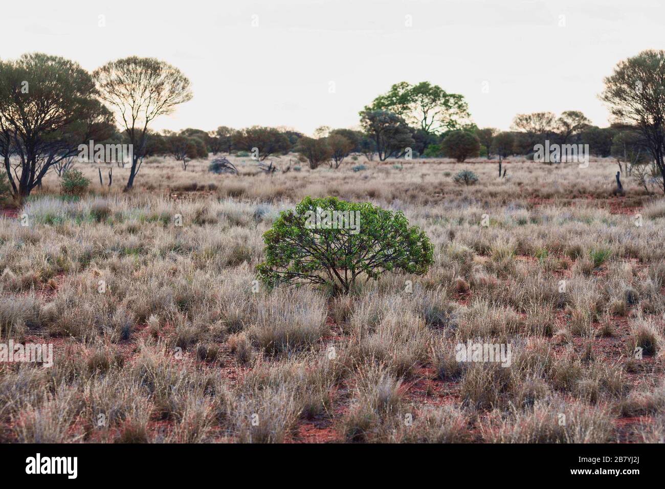 Grüner Strauchbaum in der Outback-Landschaft, Central Midlands Western Australia Stockfoto