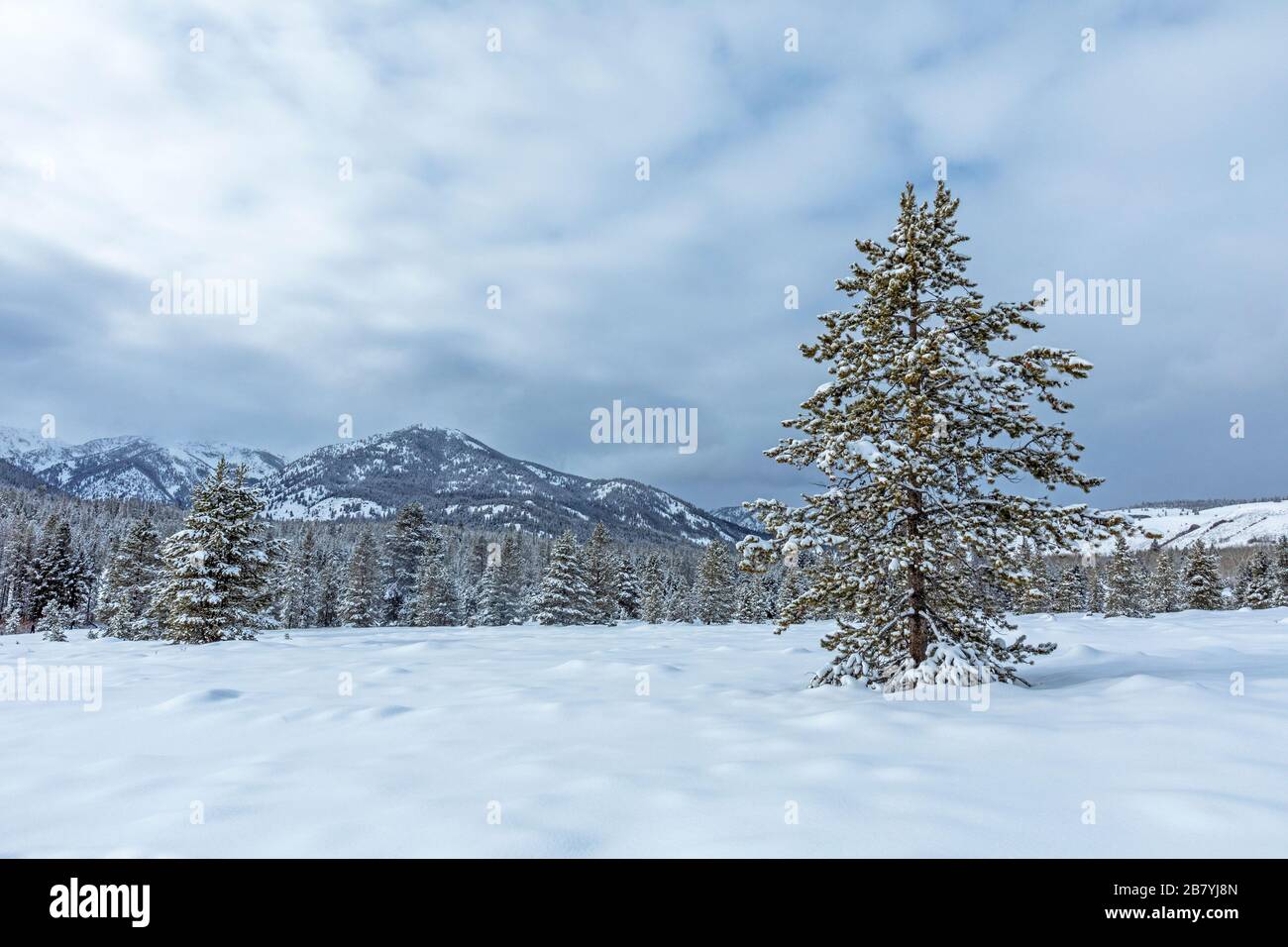 Kiefer und Schnee in Sun Valley, Idaho Stockfoto