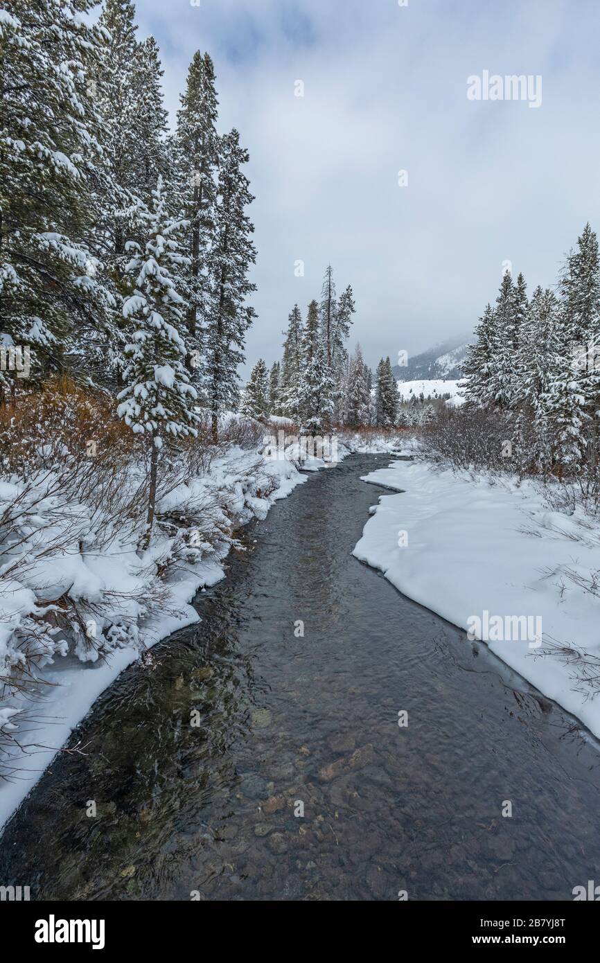 Bach und Pinien mit Schnee in Sun Valley, Idaho Stockfoto